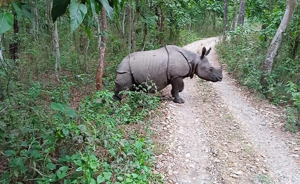 1 Night 2 Days Chitwan Jungle Safari Tour