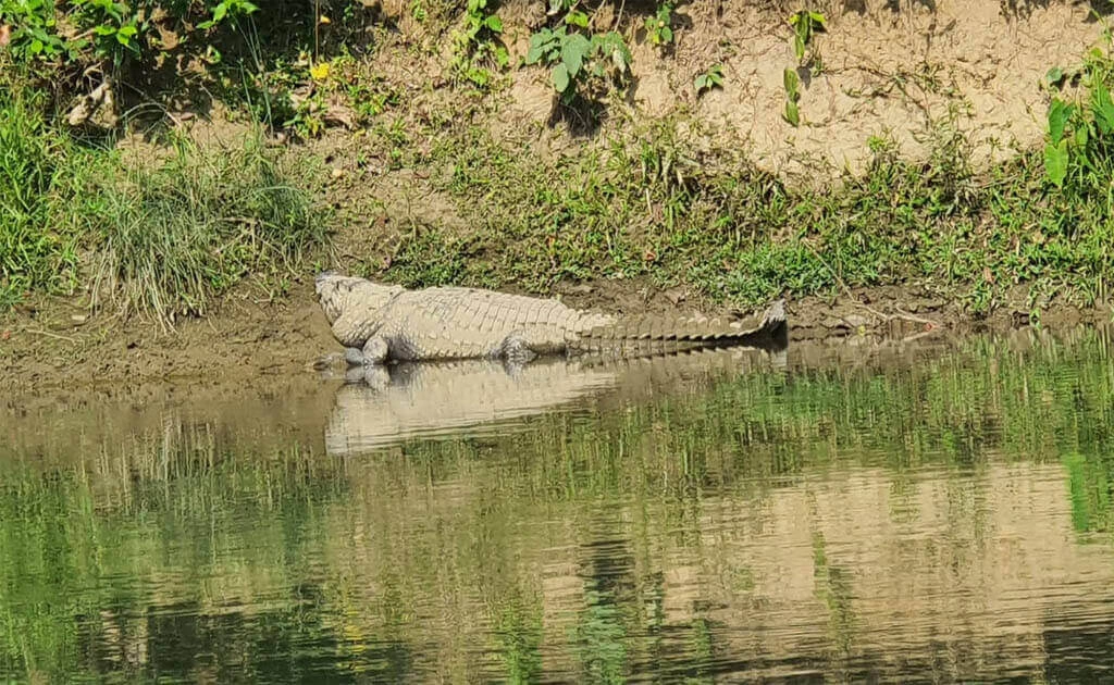 4 Night 5 Days Chitwan Jungle Safari Tour