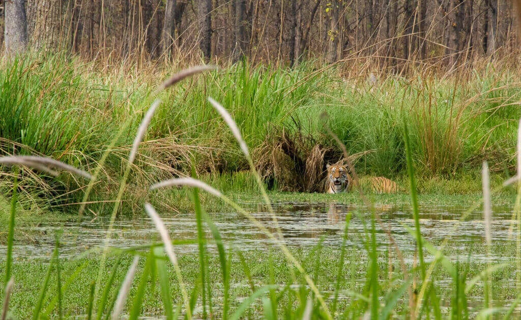 Bardia National Park Jungle Safari Tour