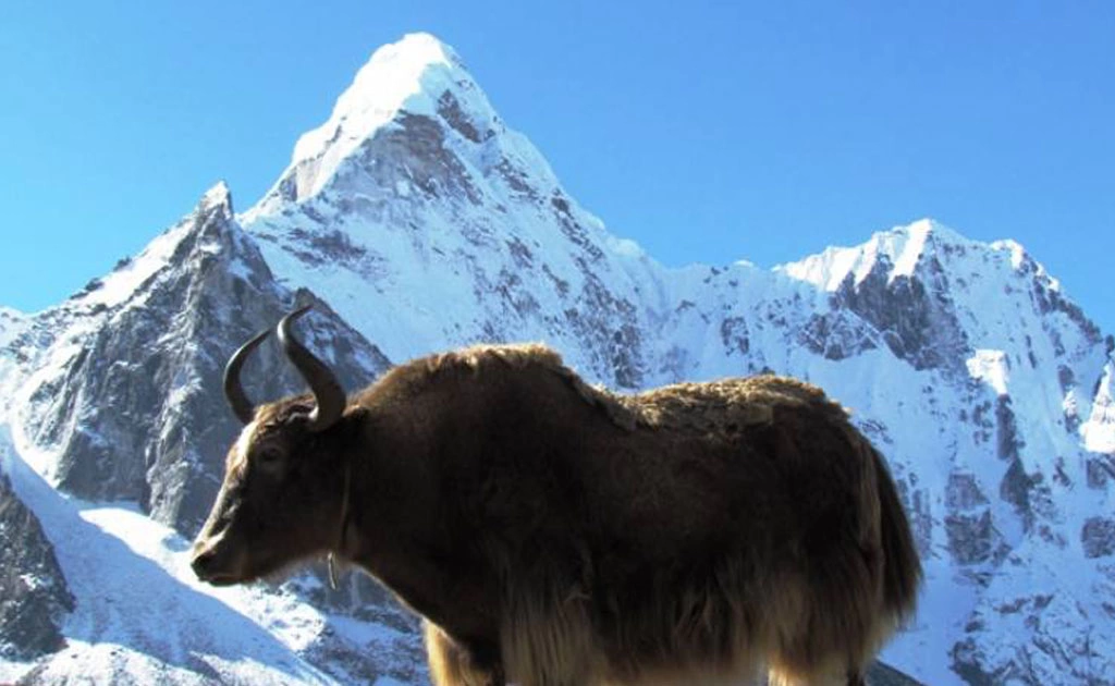 Everest Panorama View Trekking