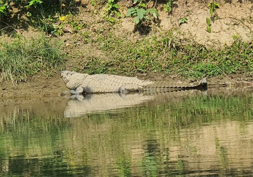 4 Night 5 Days Chitwan Jungle Safari Tour