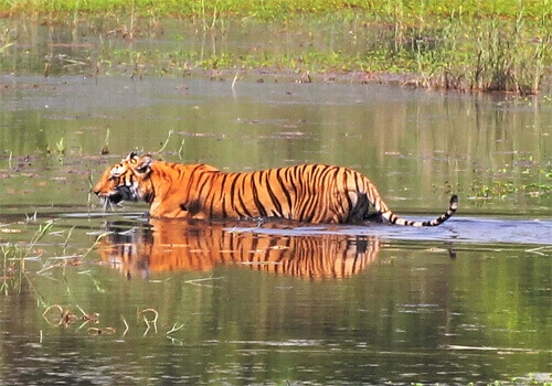 5 Nights 6 Days Bardia National Park Tour