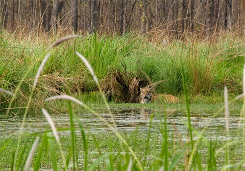 Bardia National Park Jungle Safari Tour