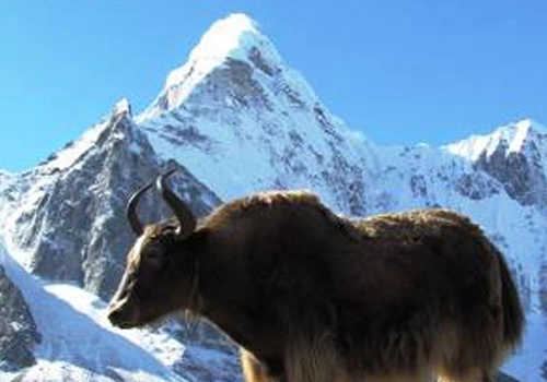 Everest Panorama View Trekking | Everest View Trek