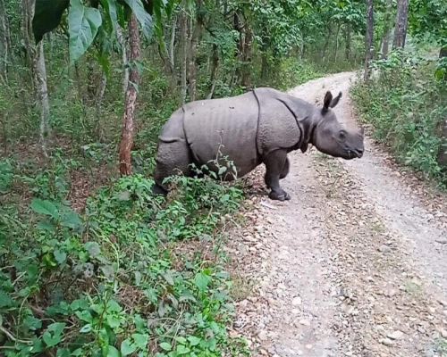  Night Days Chitwan Tour