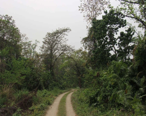  Chitwan Safari Tour 