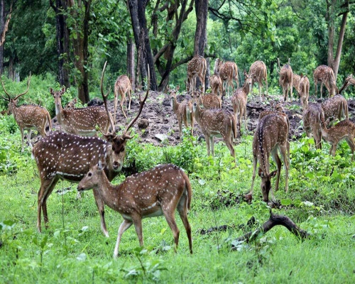  Bardiya National Park Visiting