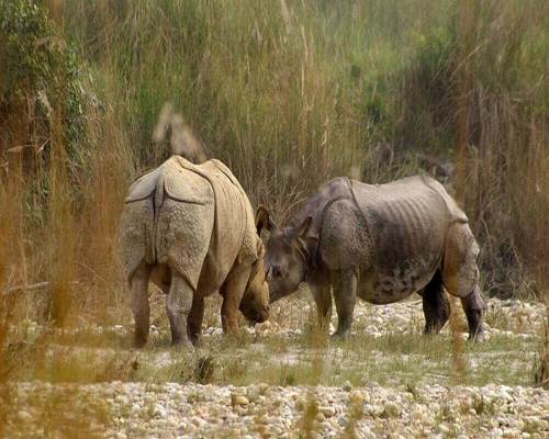  Visiting At Bardiya National Park