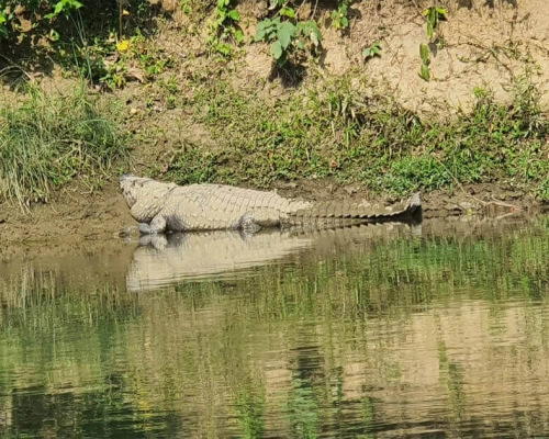 Night Days Chitwan Jungle Jafari Tour