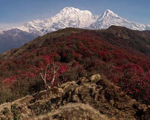 Mardi Himal Trek 