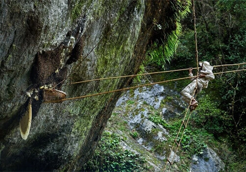 Mad Wild Honey Hunting Tour in Nepal