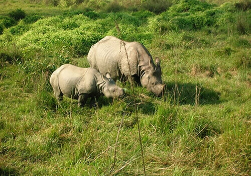 Tower Night Stay In Chitwan National Park 4 Days Tour Package